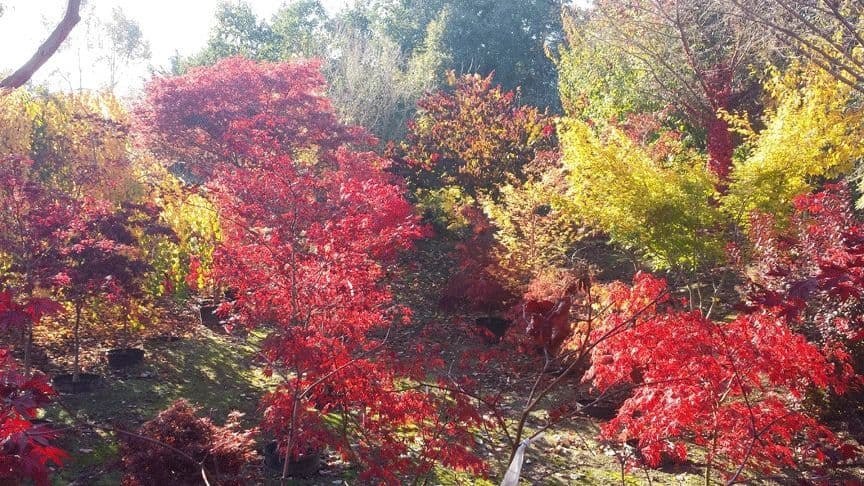 Roy's Japanese Maples