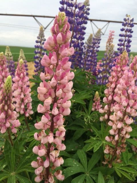 Rustic Designs Flower Farm