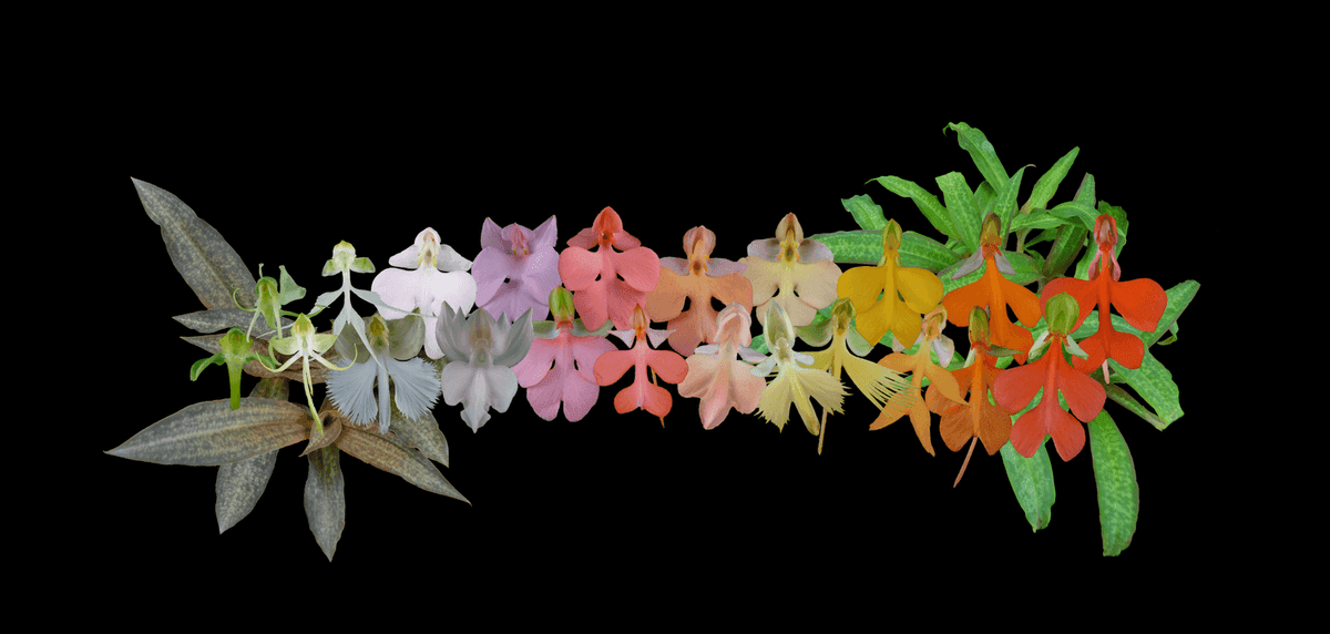 RustyExotics Orchids