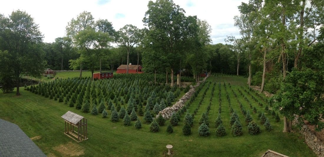 Sabia Tree Farm