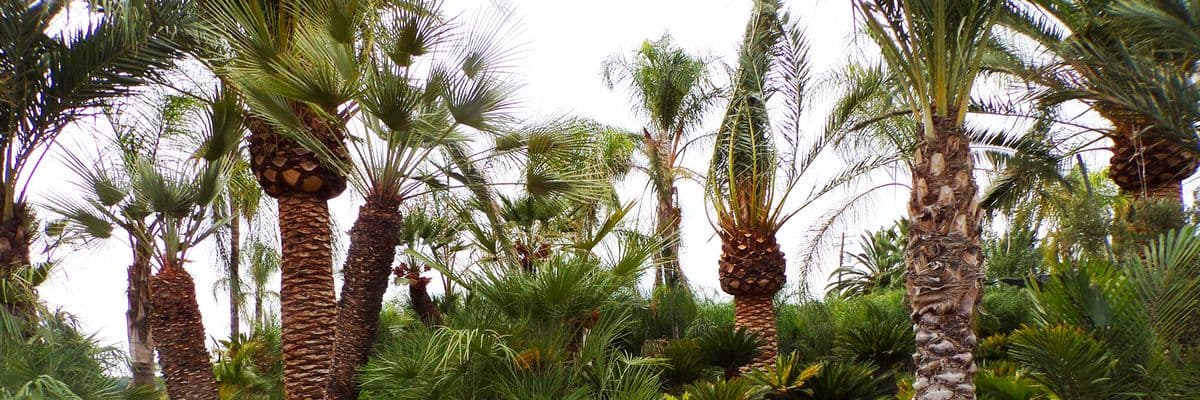 Sago Rey Palms