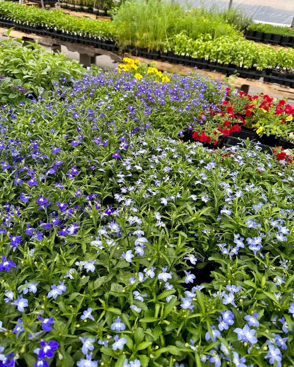 Salida Garden Supply