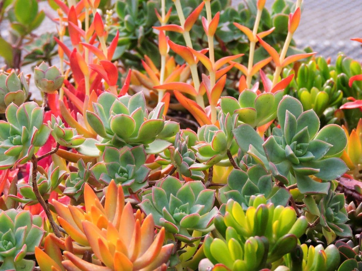 Sammis Greenhouse