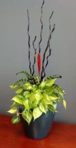 San Diego Interior Plants
