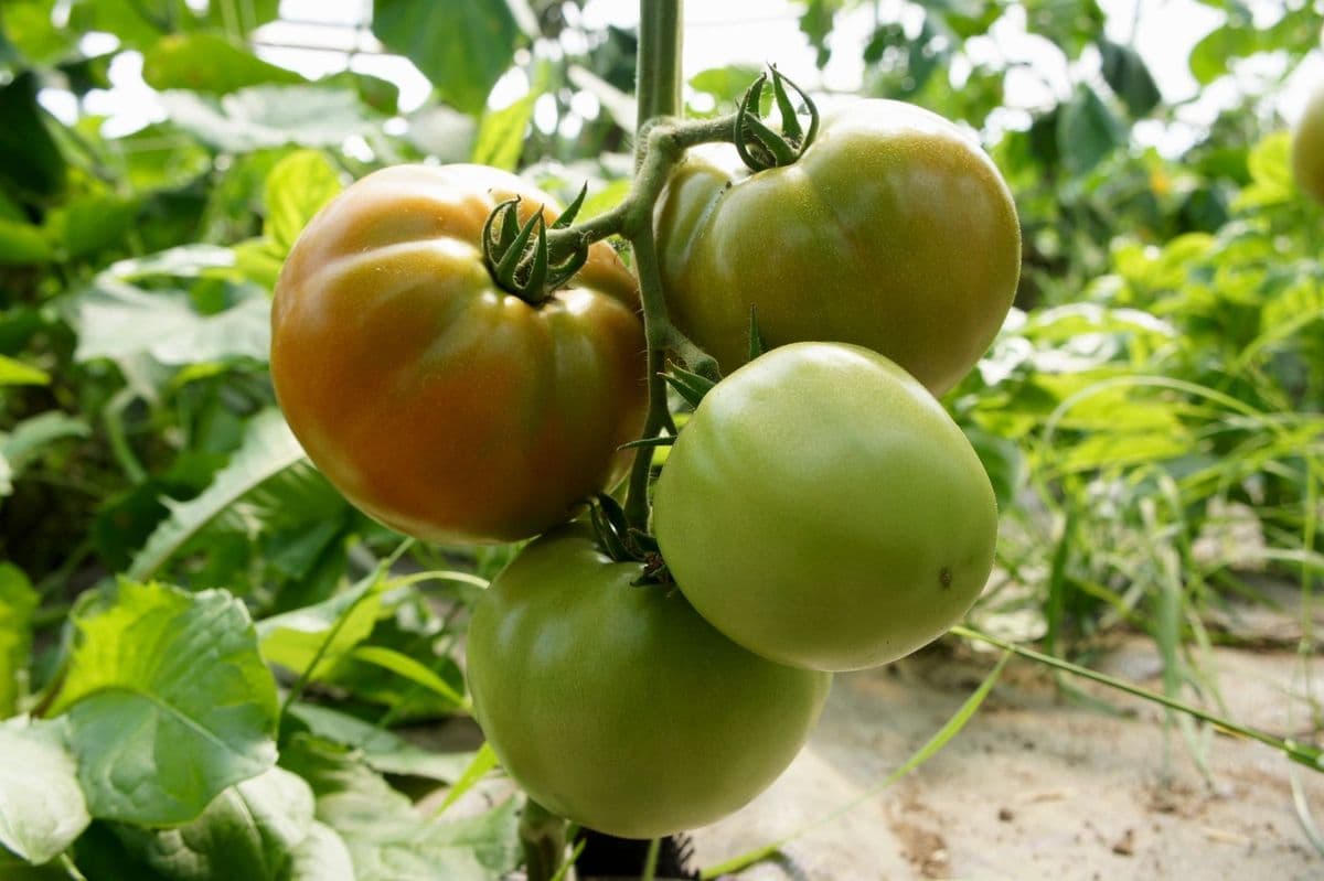 San Gabriel Growers