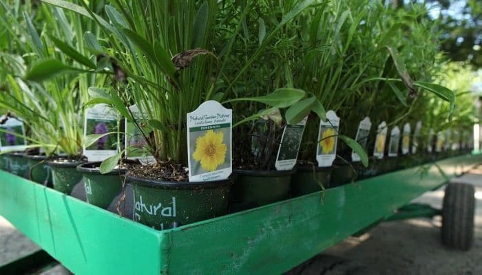 Sanctuary Native Nursery