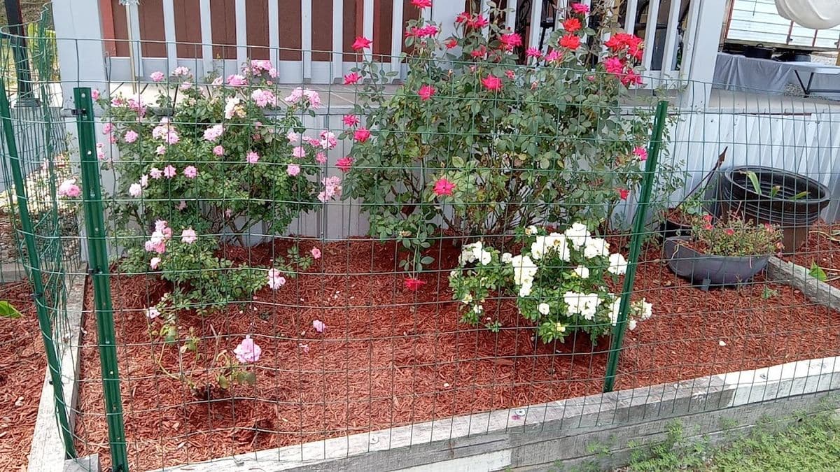 Sandra's Nursery Inc