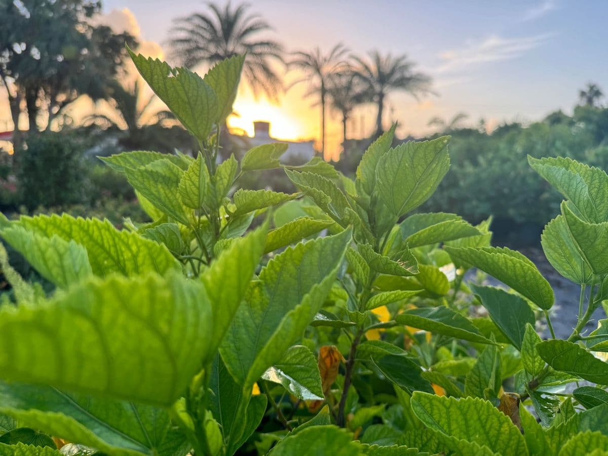 Sanibel Nursery
