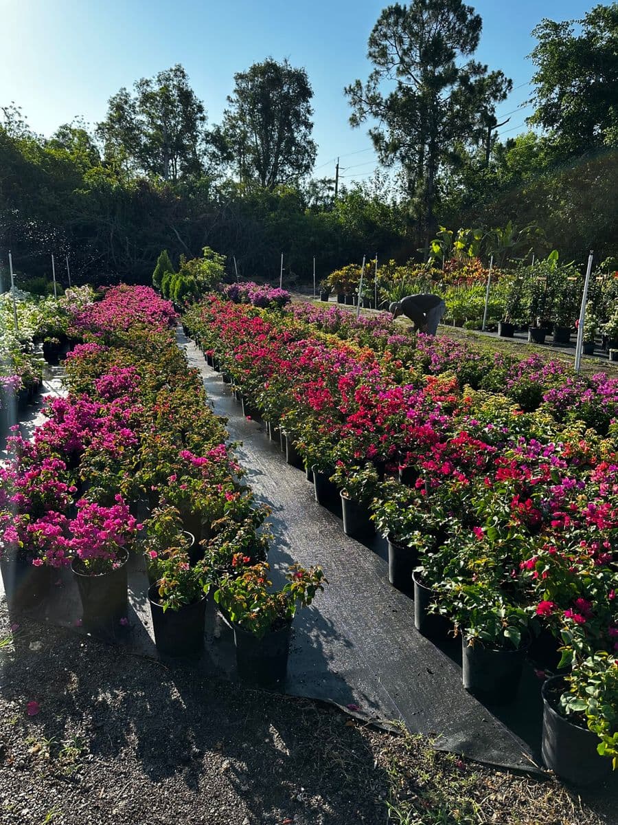 Sanjuan Family Nursery