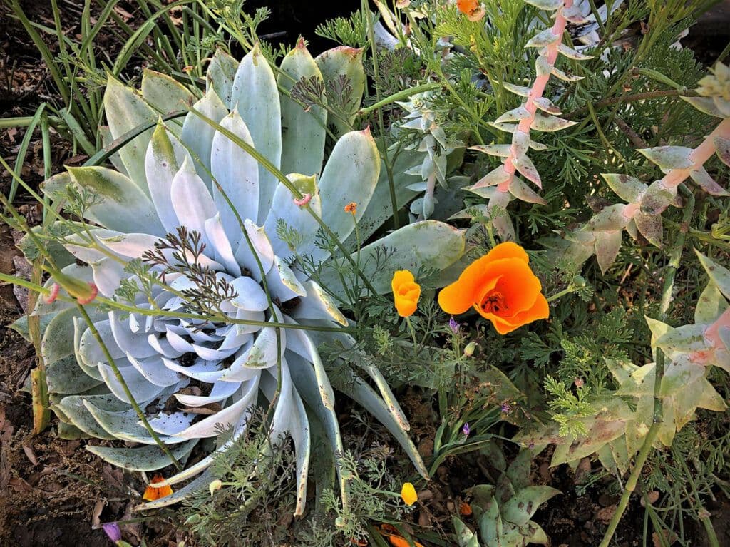 Santa Barbara Botanical Garden Gift Shop