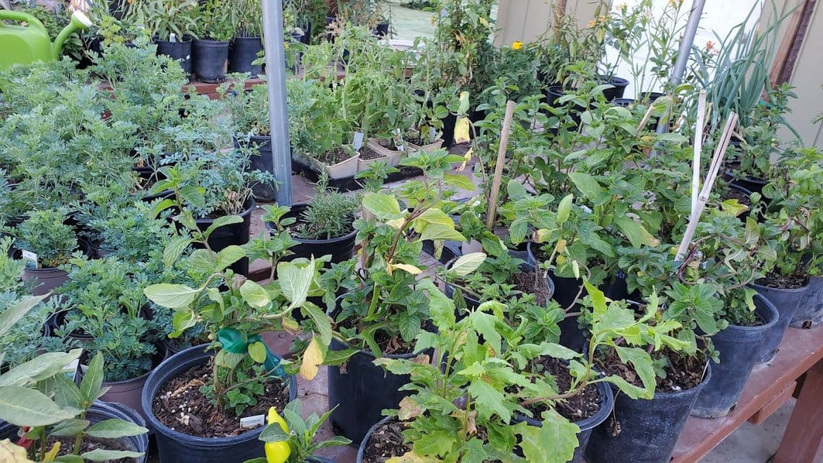 Sanyo Nursery