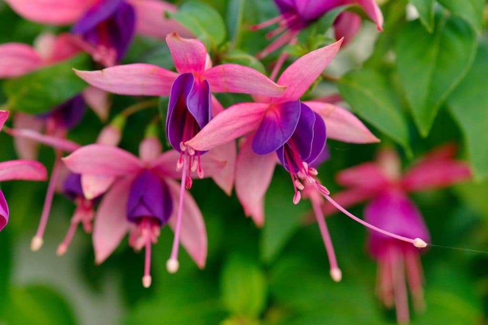 Sarahs Windsock Gardens