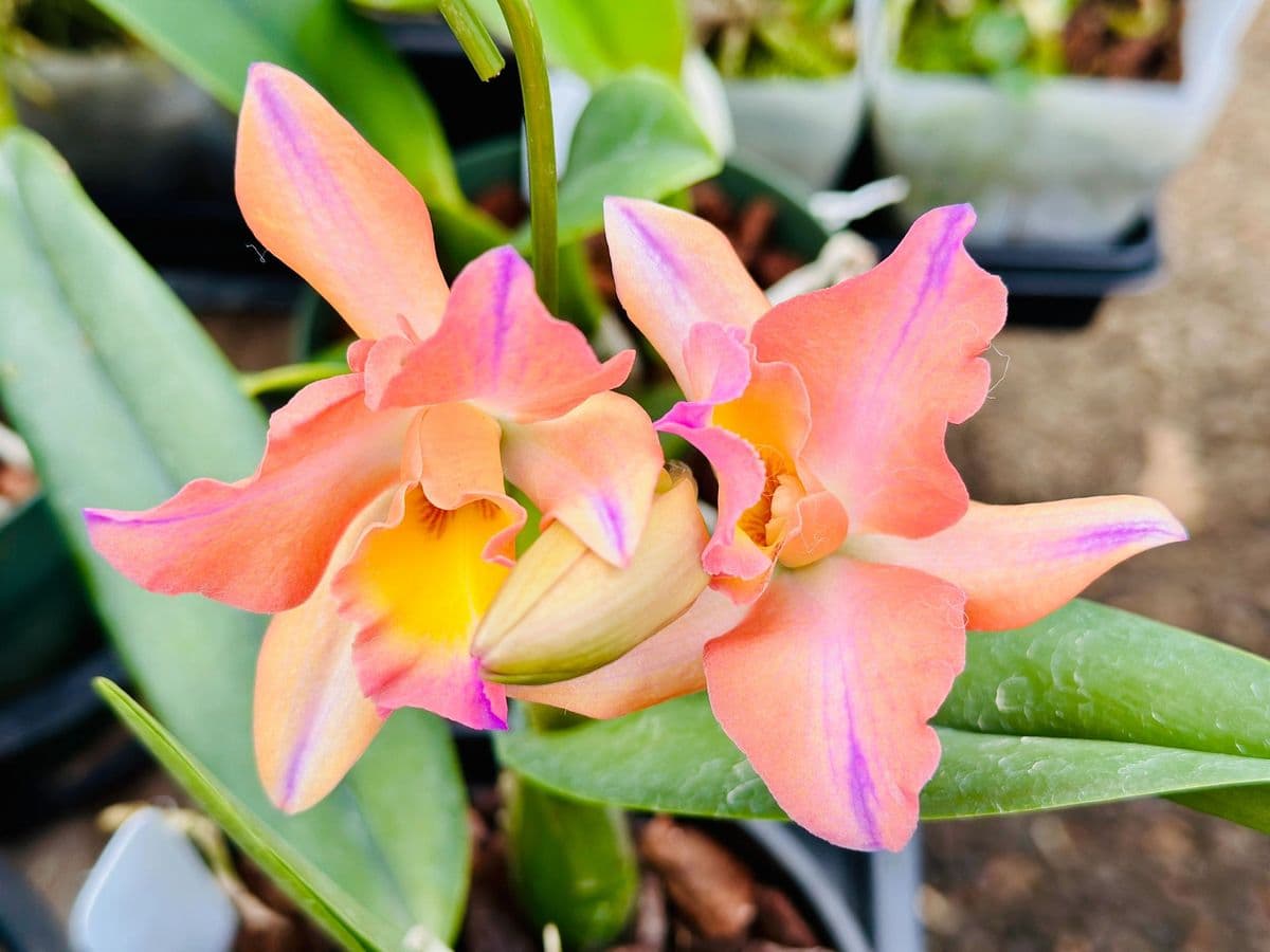 Sasquatch Orchids and Orchid Supplies