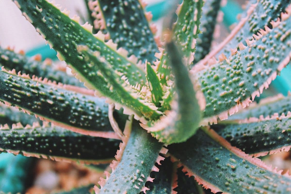 Sassy Succs
