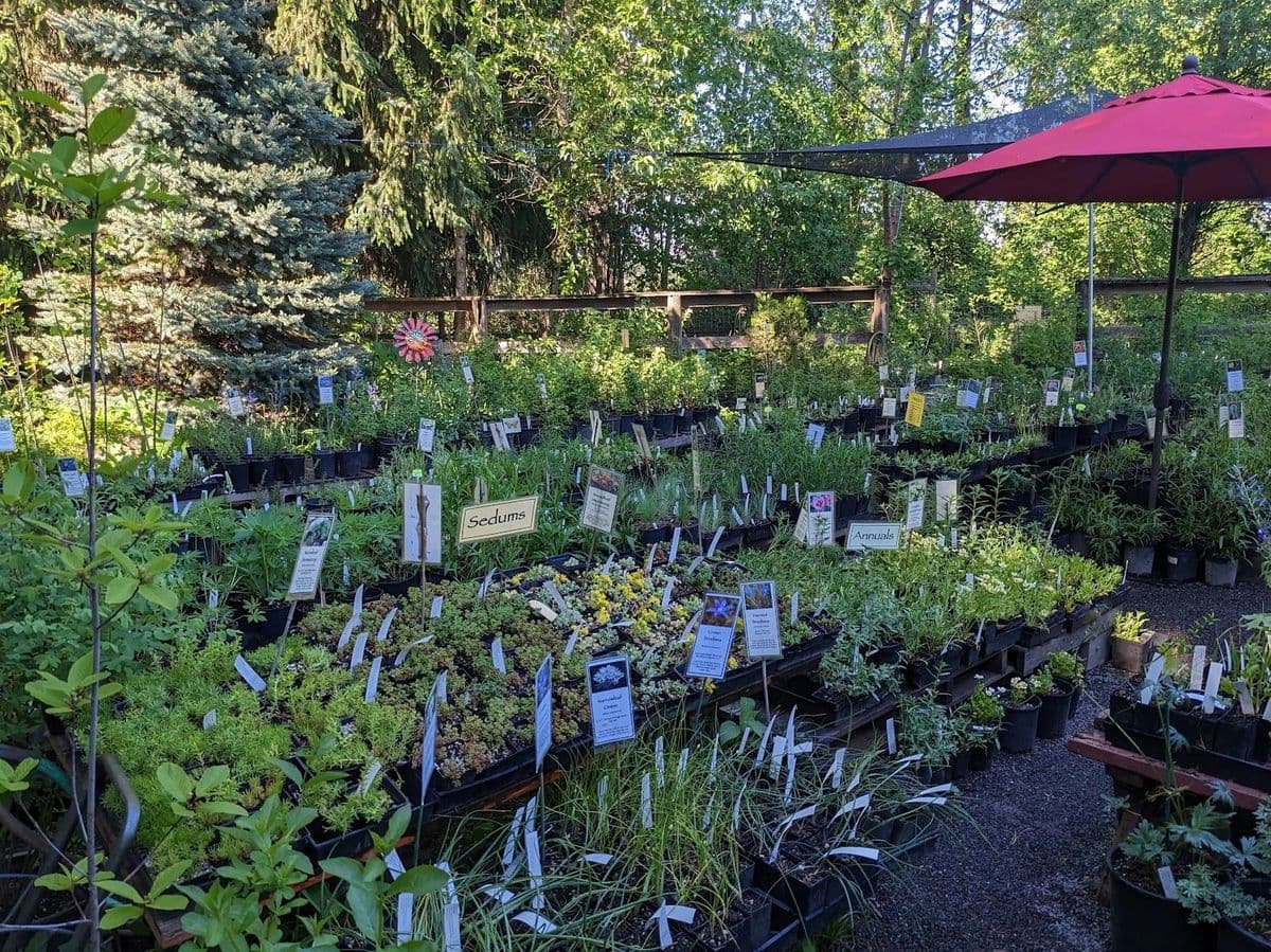 Sauvie Island Natives Nursery