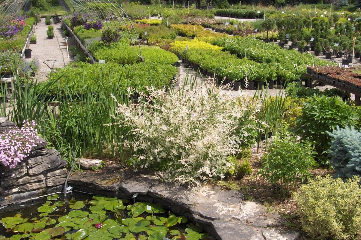 Scenic View Landscapes & Garden Center, LLC