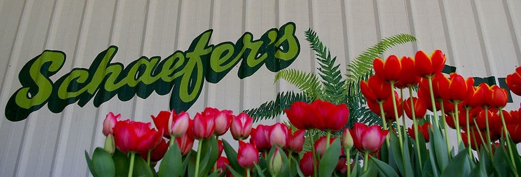 Schaefer's Gardens