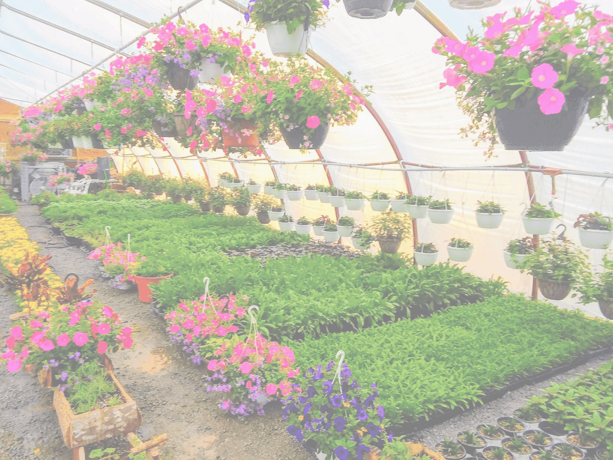 Schaller Greenhouse and Landscape