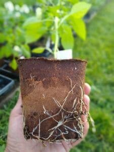 Schauer's Good Earth Farm & Greenhouse