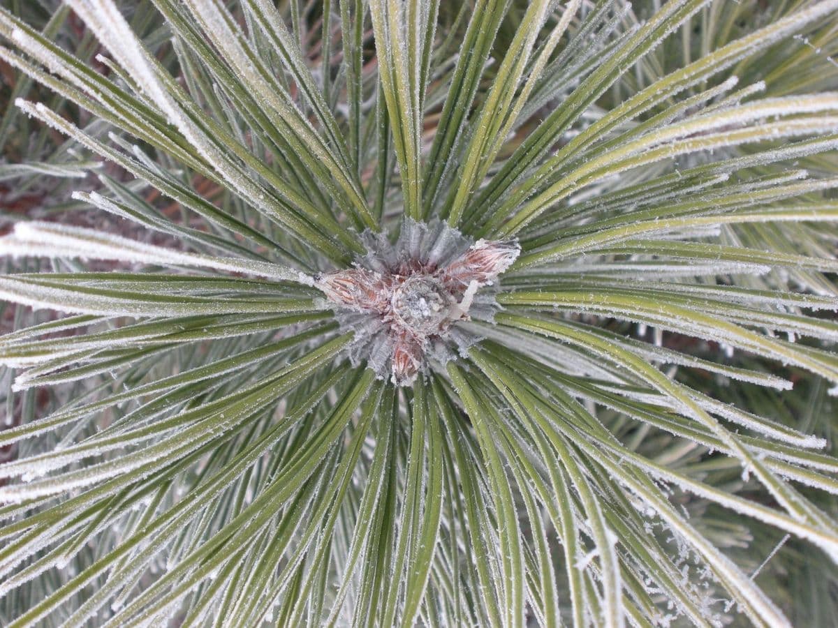 Schiedel Nursery