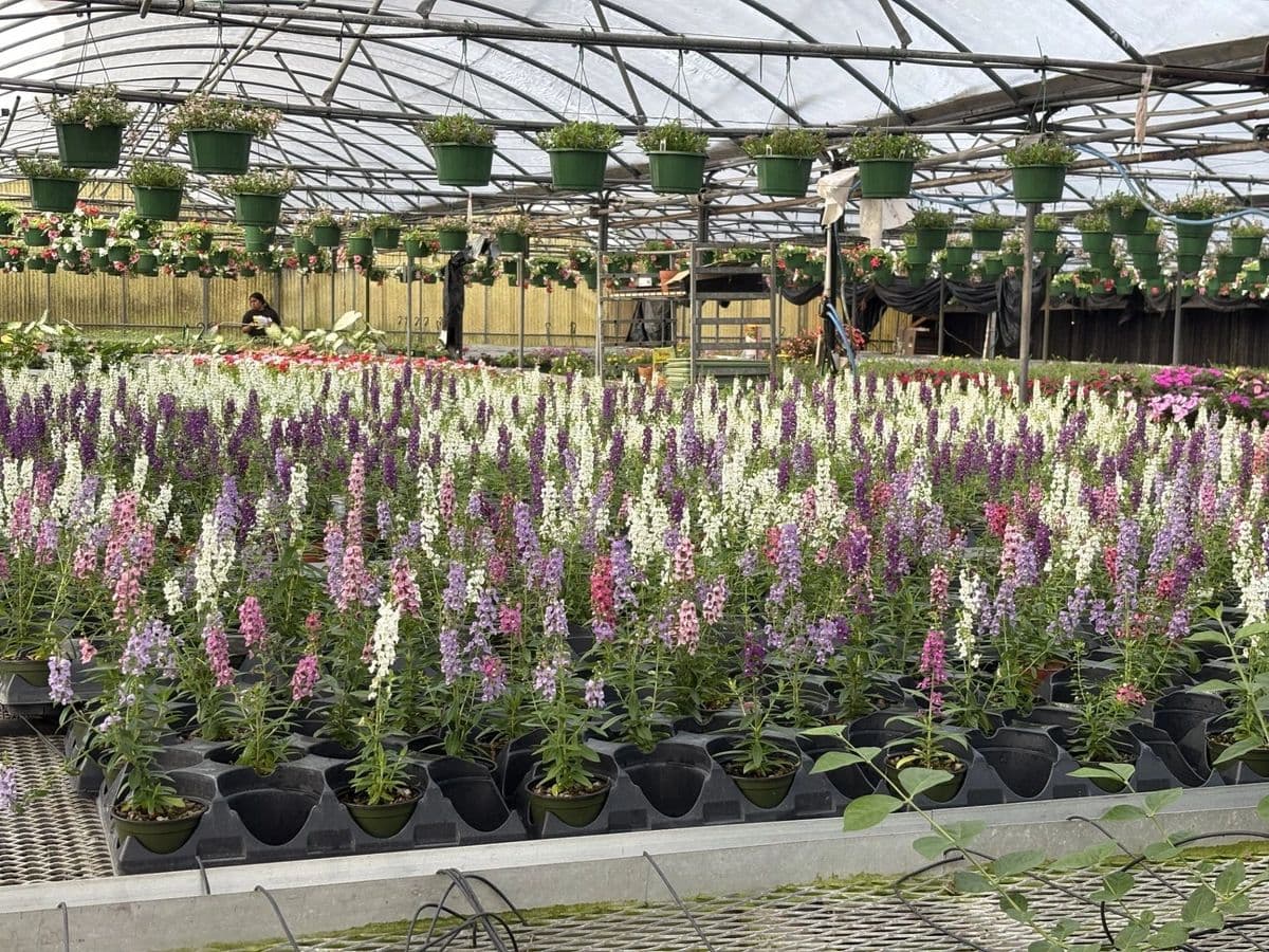 Schilling Greenhouses Inc