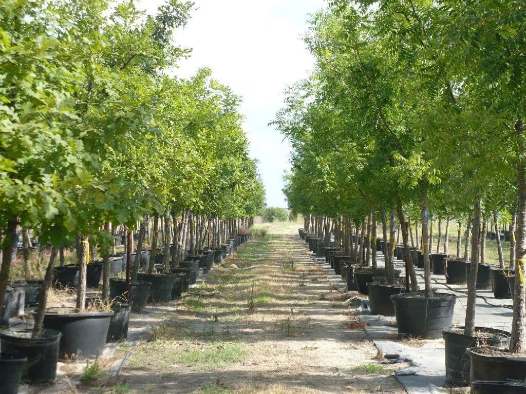 Schoena Tree Farm & Nursery