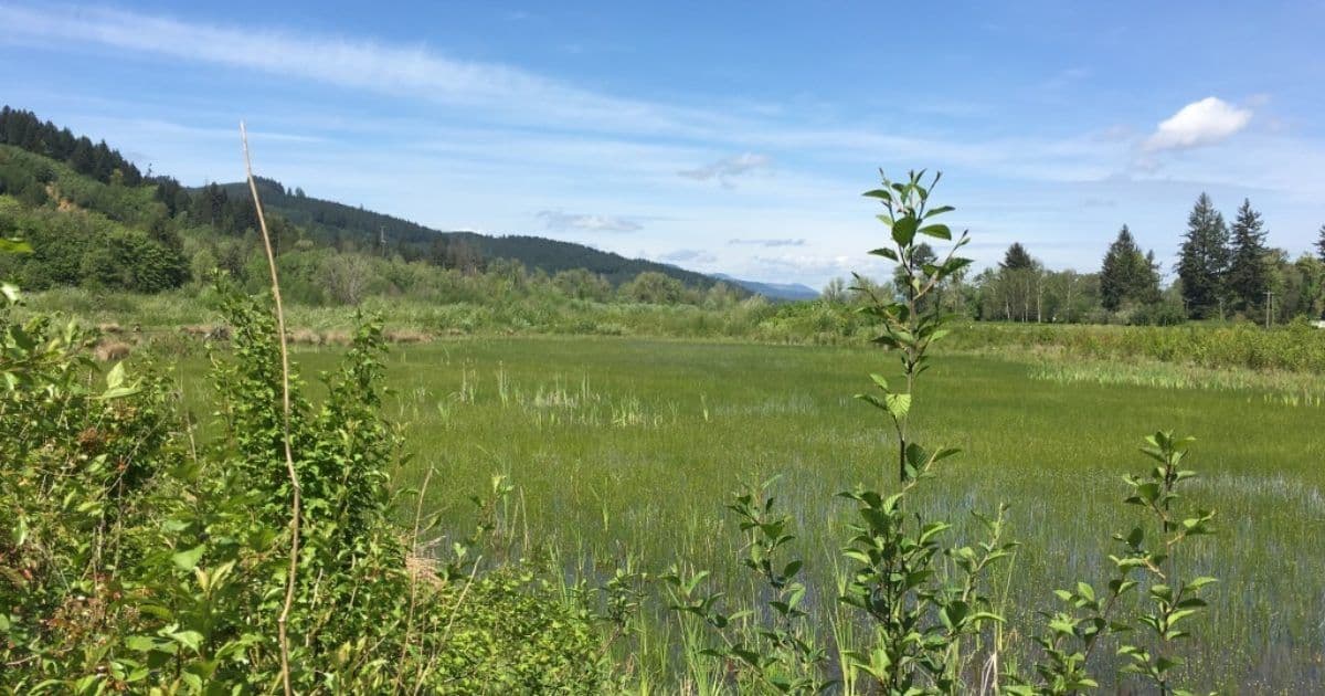 Scholls Valley Native Nursery