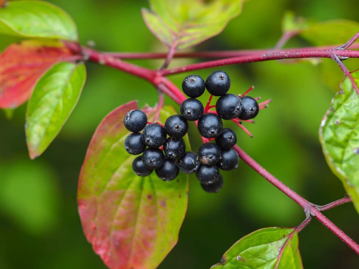 Schroeder Gardens, Inc.