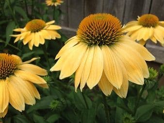 Schuler Gardens