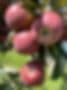 Scott's Orchard & Nursery