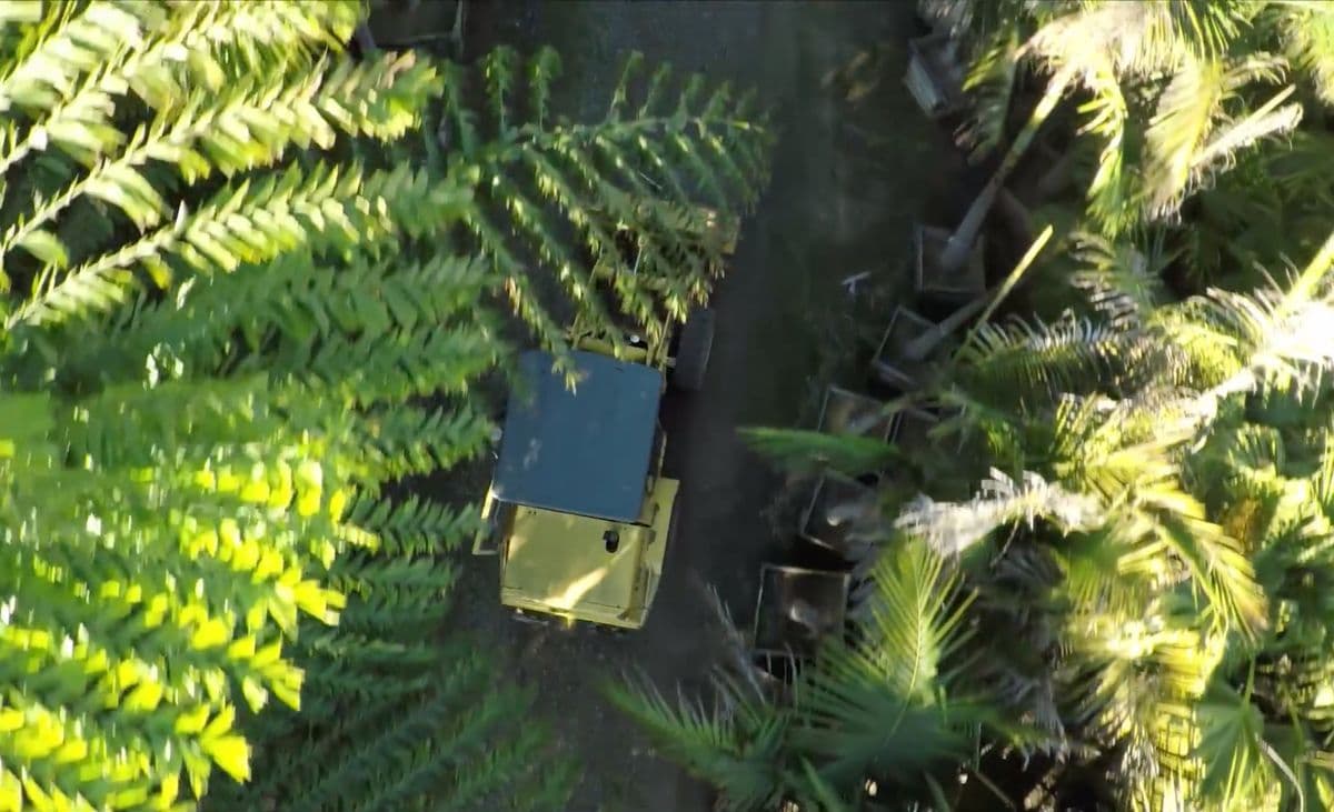 Sea Crest Nursery — Open By Appointment — Wholesale Palm and Cycad Growers