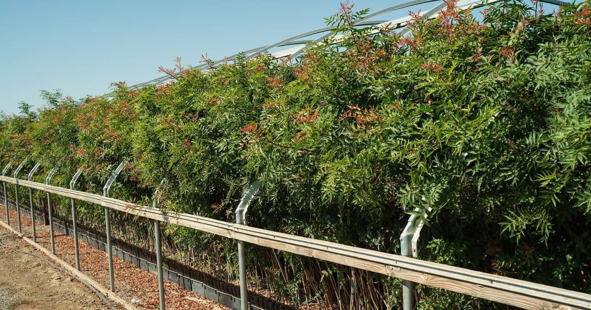 Seaman Nurseries