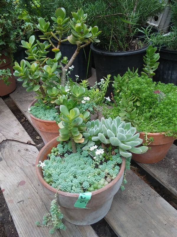 Seasons Greenhouses & Gifts