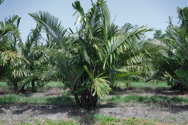 Sebastian River Farms LLC