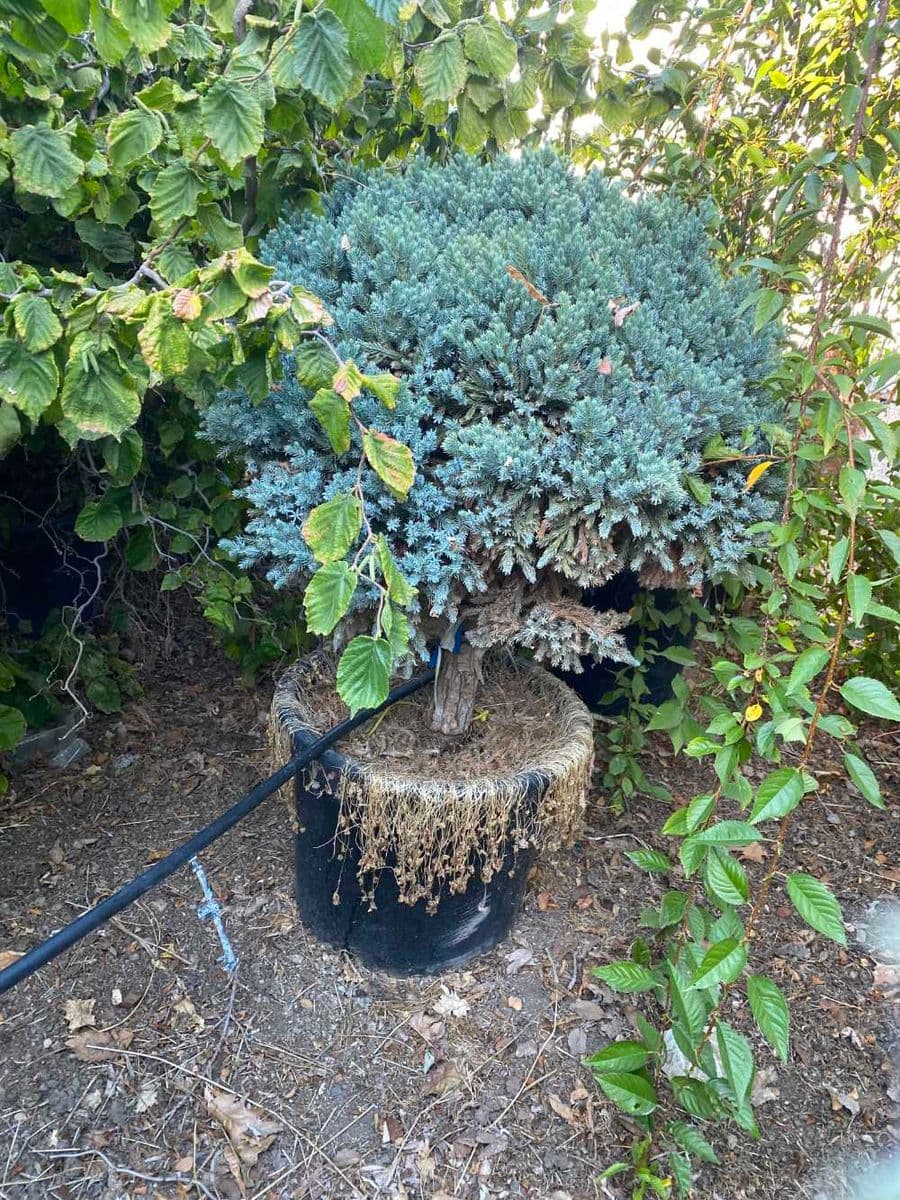 Second Time Around Tree Nursery