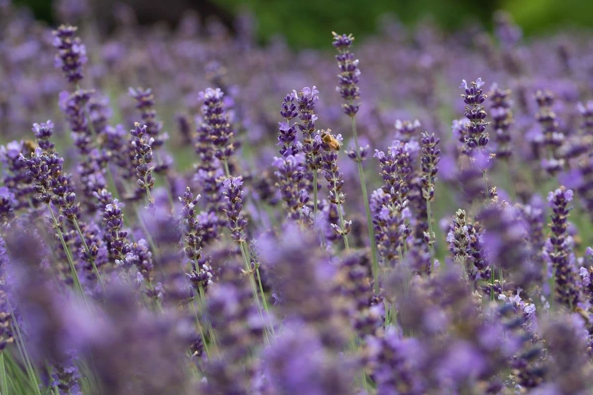 Secret Garden Lavender and Herb Farm LLC