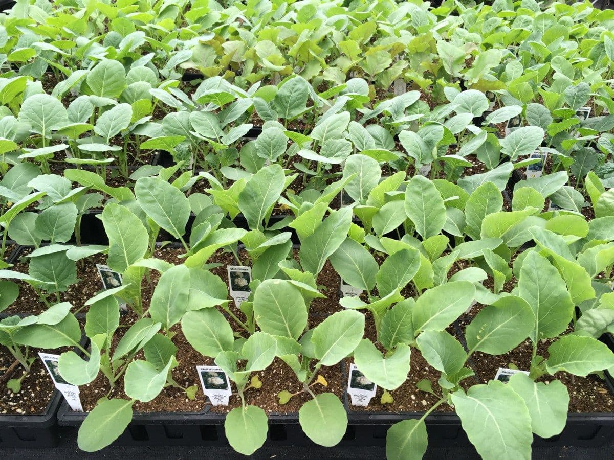 Seeds 2 Plugs LLC