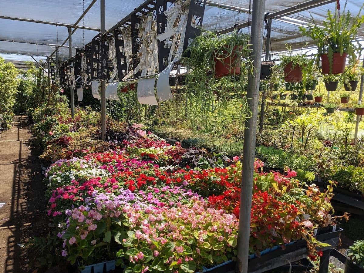 Sego Nursery Inc
