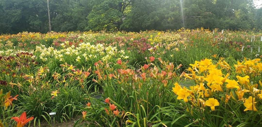 Seize the Daylilies