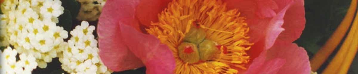 Sevald Nursery Peonies