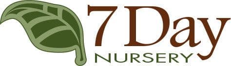 Seven Day Nursery