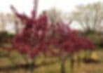 Sha-Na-Kee Tree Farm