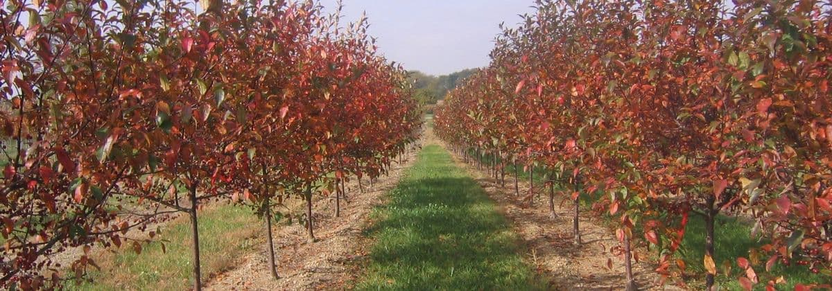 Shade Trees Unlimited, Inc