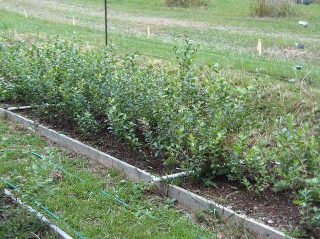 Shady Oaks Farm