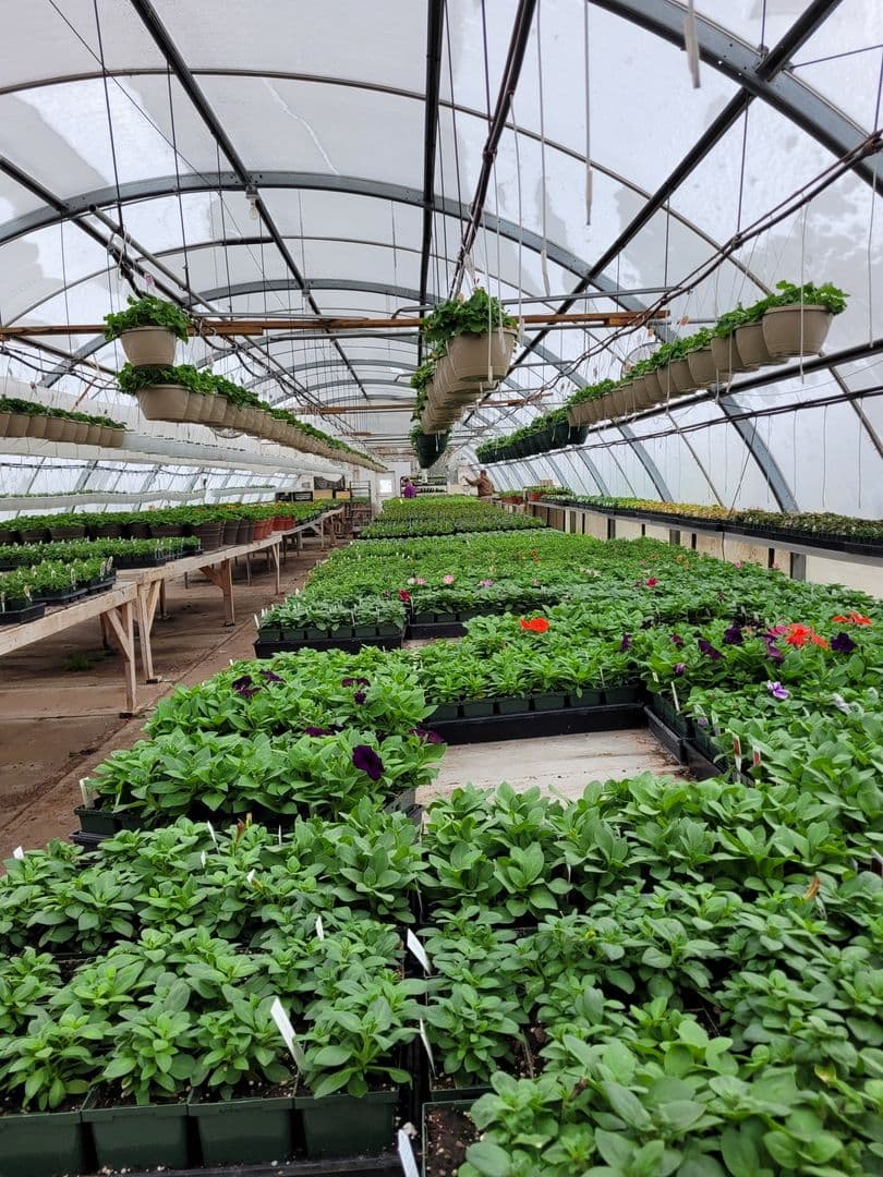 Shamrock Nursery - O'Neill