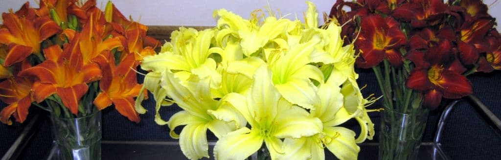 Shangri La Daylilies