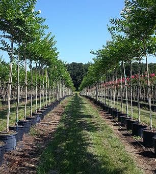 Sharp Tree Farm