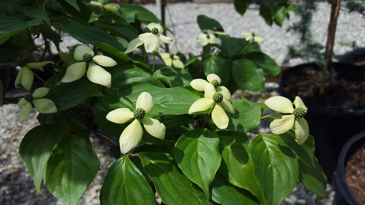Shourds Wholesale Nursery