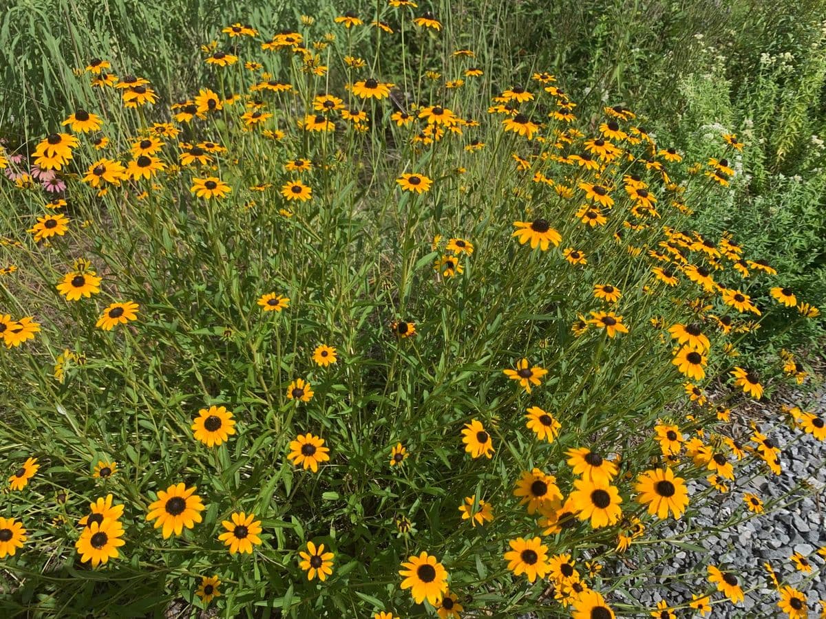 Shy Valley Farm Studio & Garden
