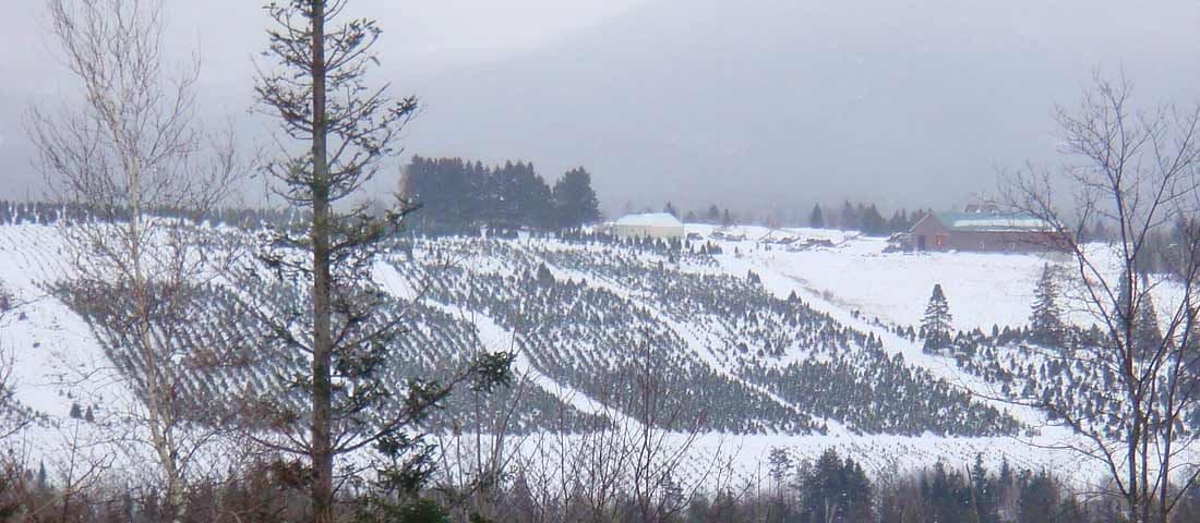 Sibgo Tree Company | NH Wholesale Christmas Tree Farm